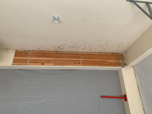  Mccormick, SC Mold Removal Pros