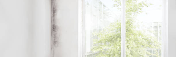 Trusted Mccormick, SC Mold Removal Experts